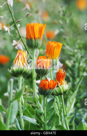 Ringelblumen auf der Wiese in der Sonne Stockfoto