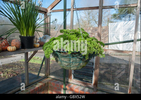 Hängenden Korb mit Kraut geschweiften Petersilie (Petroselinum Crispum) in einem Gewächshaus im Winter bei RHS Rosemoor, Devon, England Stockfoto