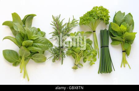 Frische Kräuter zum Kochen isoliert auf weißem Hintergrund Stockfoto