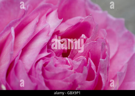 leuchtend rosa erhob sich in der Nähe Stockfoto