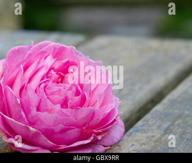 Punk-Rose mit Raum zum Schreiben Stockfoto