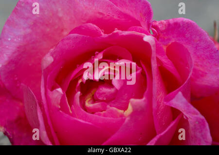 erhob sich in der Nähe Stockfoto