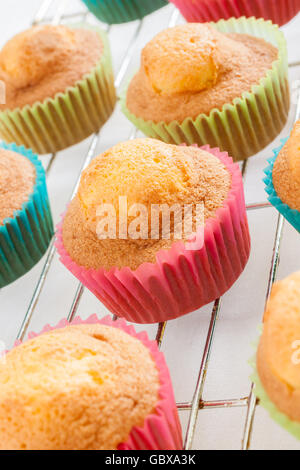 Frisch gebackene Schwamm, Cupcakes oder Feenkuchen auf ein Kuchengitter Stockfoto