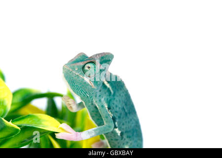 Verschleierte junge Chamäleon / Kegel-Kopf Chamäleon / Jemen Chamäleon (Chamaeleo Calyptratus) auf einem Ast Stockfoto