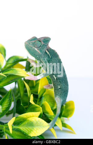 Verschleierte junge Chamäleon / Kegel-Kopf Chamäleon / Jemen Chamäleon (Chamaeleo Calyptratus) auf einem Ast Stockfoto