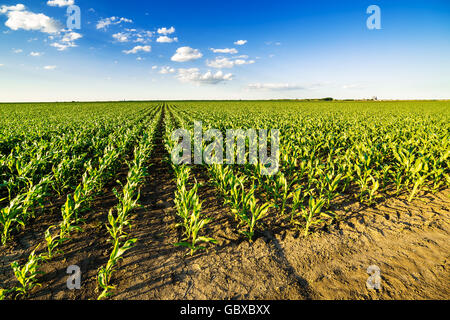 Grünen Mais Maisfeld im frühen Stadium Stockfoto