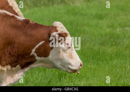 Kuh mit Zunge heraus auf einer grünen Wiese Stockfoto