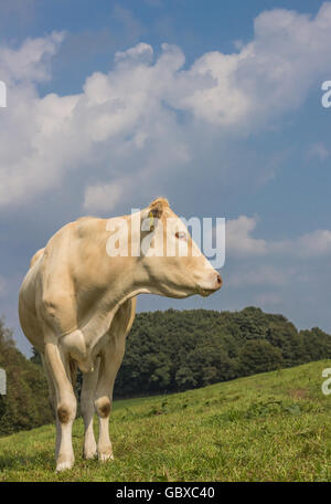 Französische Kuh Blonde d Aquitaine in einer niederländischen Wiese Stockfoto