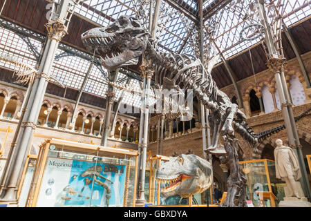 England, Oxfordshire, Oxford, Museum of Natural History, Anzeige der T-Rex Dinosaurier Stockfoto