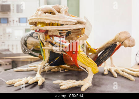 England, Cambridgeshire, Cambridge, Whipple Museum of History of Science, anatomisches Modell eines Frosches datiert Mitte des 20. Jahrhunderts Stockfoto