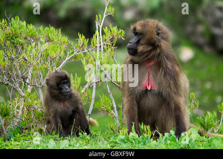 Ein junger Gelada (blutender Herzaffe) sitzt neben seiner Mutter in den Simien Mountains in Äthiopien Stockfoto