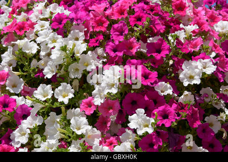 Hintergrund der blühenden roten und weißen Petunia Surfinia Blumen Stockfoto