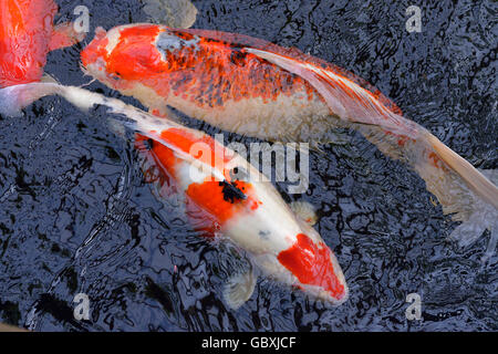 Zwei rote und weiße Koi-Karpfen (Cyprinus) in der Oberfläche des Wassers Stockfoto