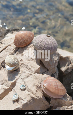 Muscheln und Seeigel, auf den Felsen am Meer Stockfoto