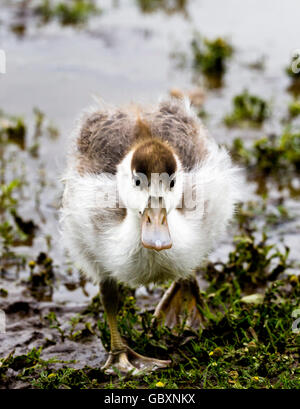 Brandgans (Tadorna Tadorna) Entlein Stockfoto