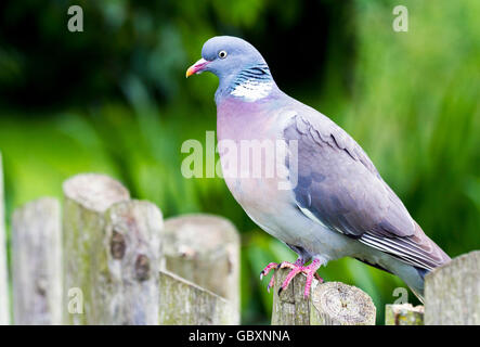 Woodpigeon (Columba Palumbus) sitzen auf einem hölzernen Zaun Stockfoto