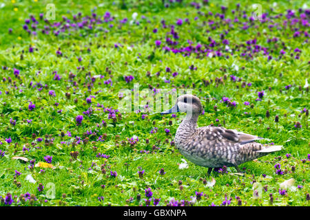 Marbled Teal (Marmaronetta Angustirostris) Stockfoto