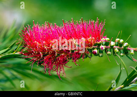 Zylinderputzer Linearis (Narrow-leaved Bottlebrush) Stockfoto