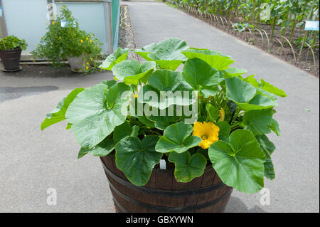 Winterkürbis "Bush Buttercup' (Cucurbita Maxima) blühende Pflanze in einem Holzfass in den Kleingärten am RHS Rosemoor Stockfoto