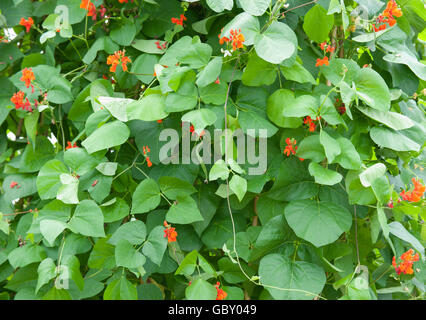 Runner Bean Werk (Phaseolus Coccineus) in einem Gemüsegarten in Devon, England, UK Stockfoto