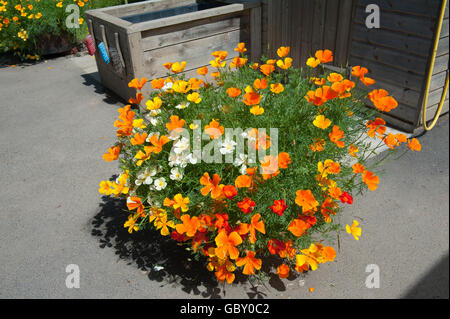 Kalifornischer Mohn (Eschscholzia Californica) in einem hölzernen Blumenkasten im Schrebergarten an der RHS Rosemoor, Devon, England, UK Stockfoto