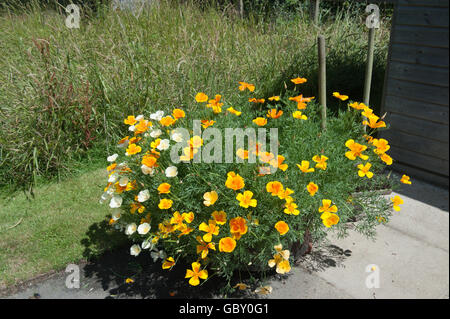 Kalifornischer Mohn (Eschscholzia Californica) in einem hölzernen Blumenkasten im Schrebergarten an der RHS Rosemoor, Devon, England, UK Stockfoto