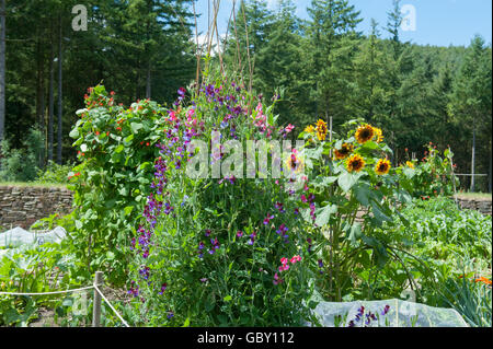 Wicken (Lathyrus man), Sonnenblumen (Helianthus) und Stangenbohnen (Phaseolus Coccineus) in einen Schrebergarten Stockfoto