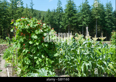 Wigwam von Stangenbohnen (Phaseolus Coccineus) und Mais (Zea Mays) in einen Schrebergarten an Rosemoor in Devon, England, UK Stockfoto