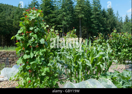 Wigwam von Stangenbohnen (Phaseolus Coccineus) und Mais (Zea Mays) in einen Schrebergarten an Rosemoor in Devon, England, UK Stockfoto