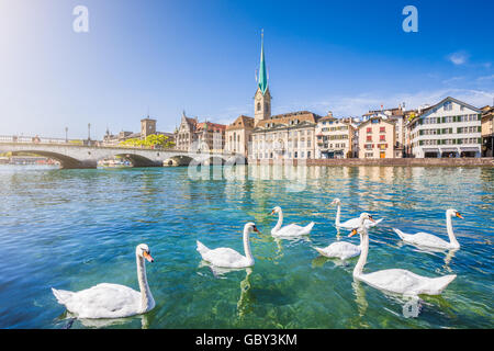 Historischen Zentrum von Zürich mit berühmten Fraumünster Kirche und Schwäne am Fluss Limmat, Kanton Zürich, Schweiz Stockfoto