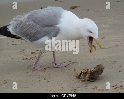 Babymöwe. Eine Möwe frisst am Strand von Studland, Poole, eine Krabbe. Stockfoto
