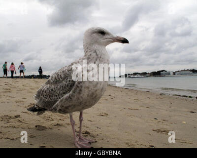 Babymöwe. Eine Möwe am Strand von Studland, Poole. Stockfoto