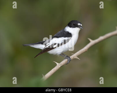 Semi-collared Flycatcher - Ficedula Semitorquata - männlich Stockfoto