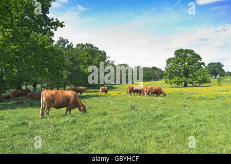 dh Rinder Beef Beweidung VON COTSWOLDS GLOUCESTERSHIRE-Kühen im Buttercup-Feld A Felder uk Gras england Herdenlandschaft Stockfoto