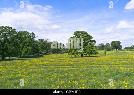 dh COTSWOLDS GLOUCESTERSHIRE Eichen in Butterblume Feld Landschaft Wiese Der Frühling Butterblumen Blume schönen england britischen Landschaftbaum Stockfoto