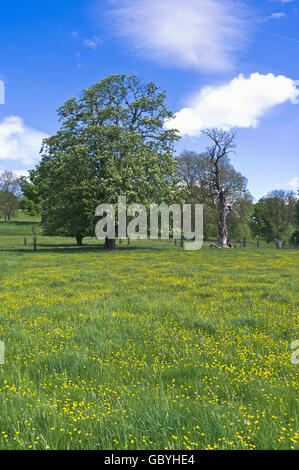 dh Aesculus hippocastanum COTSWOLDS GLOUCESTERSHIRE Gesundheit Rosskastanienbaum und erkrankte Baum bei Butterblume Krankheit großbritannien Felder Bäume Krankheiten Stockfoto