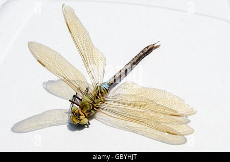 Ophiogomphus Cecilia. Grün Snaketail Libelle auf einem weißen Hintergrund. Stockfoto