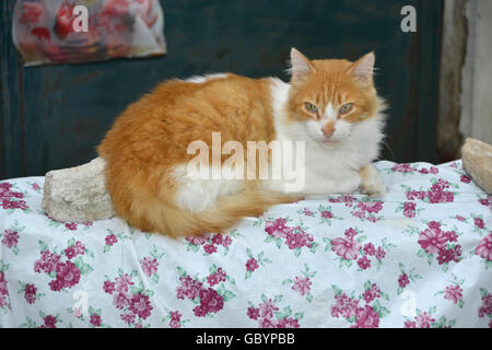 Typisches griechisches Dorf mit griechischen Katze auf einem Bett Stockfoto