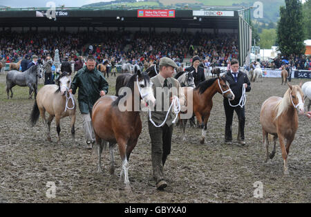 Schlammige Bedingungen in der Arena für die Royal Welsh Show in Builth Wells, Powys. Stockfoto