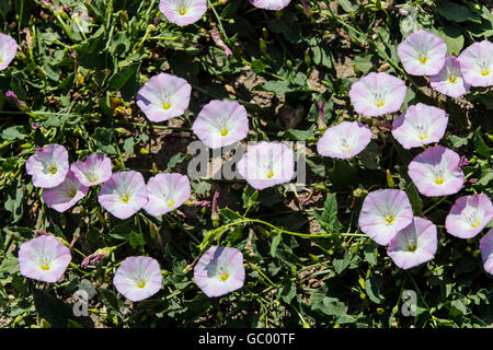 Feld Ackerwinde; Convolvulus Arvensis;  Morning Glory-Familie; Convolvulaceae; wächst auf zentralen Colorado Ranch; USA Stockfoto