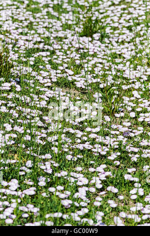 Feld Ackerwinde; Convolvulus Arvensis;  Morning Glory-Familie; Convolvulaceae; wächst auf zentralen Colorado Ranch; USA Stockfoto