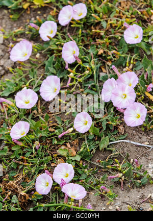 Feld Ackerwinde; Convolvulus Arvensis;  Morning Glory-Familie; Convolvulaceae; wächst auf zentralen Colorado Ranch; USA Stockfoto