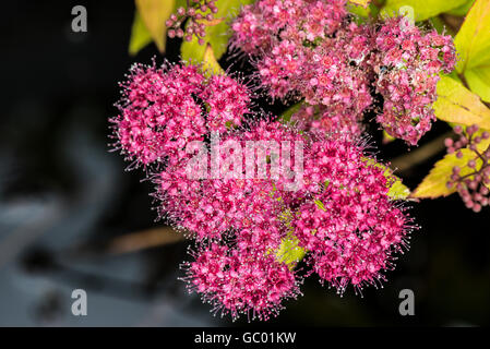 Die Blumen von einem japanischen Spirea 'Goldflame' (Fabrikantenvilla japonica 'Goldflame') Stockfoto
