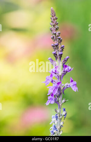 Eine Nahaufnahme einer Blüte Schaft eines Perovskia 'Blue Spire' Stockfoto