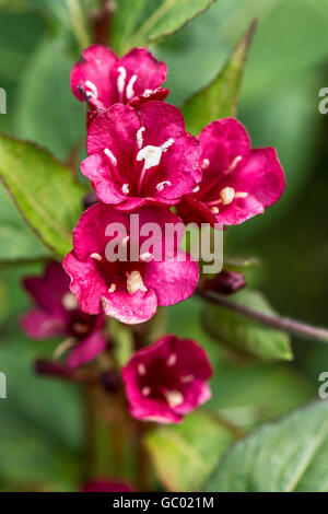 Nahaufnahme der Blüten einer Weigela 'Bristol Ruby' Stockfoto