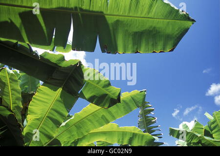 Bananenbaum im Dorf von Baracoa auf Kuba in der Karibik. Stockfoto