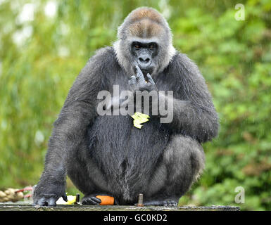 Bristol Zoo Gardens Tiere Stockfoto