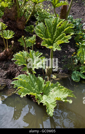Gunnera Manicata am Rande eines Teiches Stockfoto