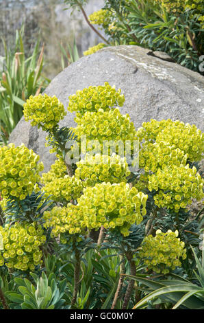 Euphorbia Characias Susp. Wulfenii Lambrook Gold Stockfoto