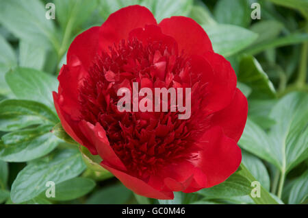 Pfingstrose rot Charme Stockfoto